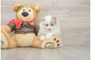 Pomeranian Puppy for Adoption