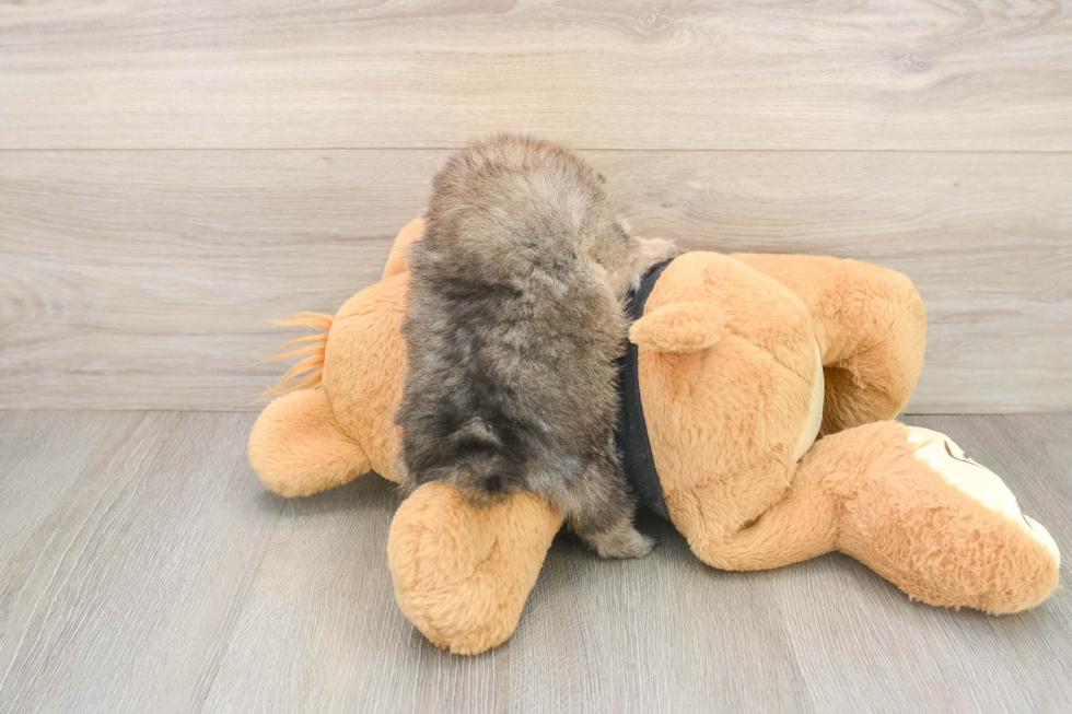 Hypoallergenic Pomeranian Baby