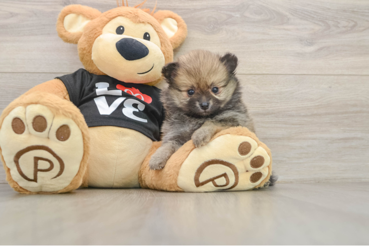Pomeranian Puppy for Adoption