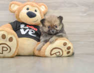 7 week old Pomeranian Puppy For Sale - Premier Pups