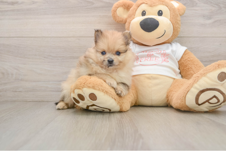 Pomeranian Pup Being Cute