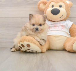 8 week old Pomeranian Puppy For Sale - Premier Pups
