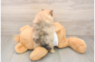 Fluffy Swergspitz Purebred Puppy