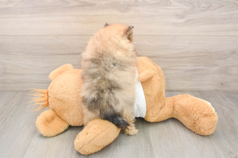Fluffy Swergspitz Purebred Puppy