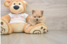 Sweet Pom Pom Purebred Puppy