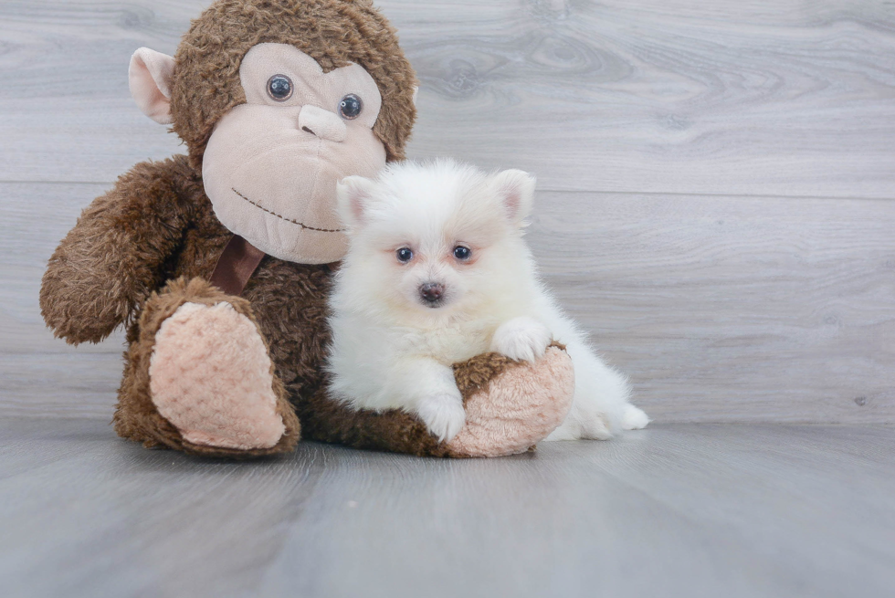 Sweet Pomeranian Purebred Puppy