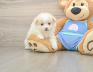 7 week old Pomeranian Puppy For Sale - Premier Pups