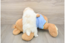 Pomeranian Puppy for Adoption