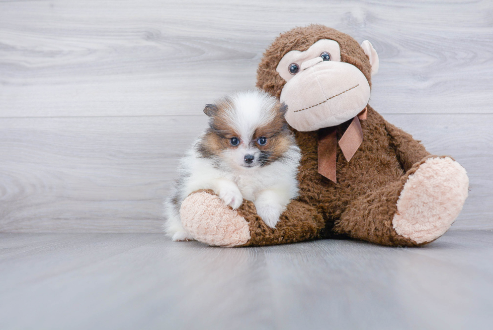 Popular Pomeranian Baby