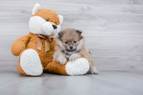 Pomeranian Puppy for Adoption