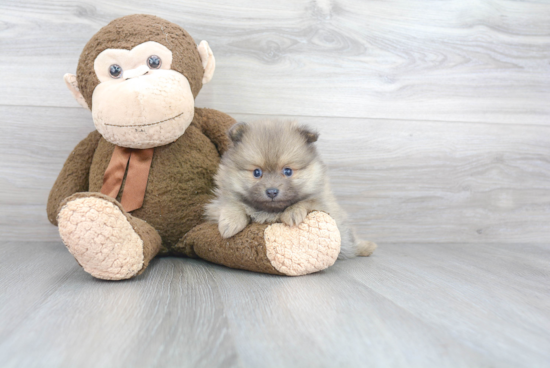 Adorable Pomeranian Purebred Puppy