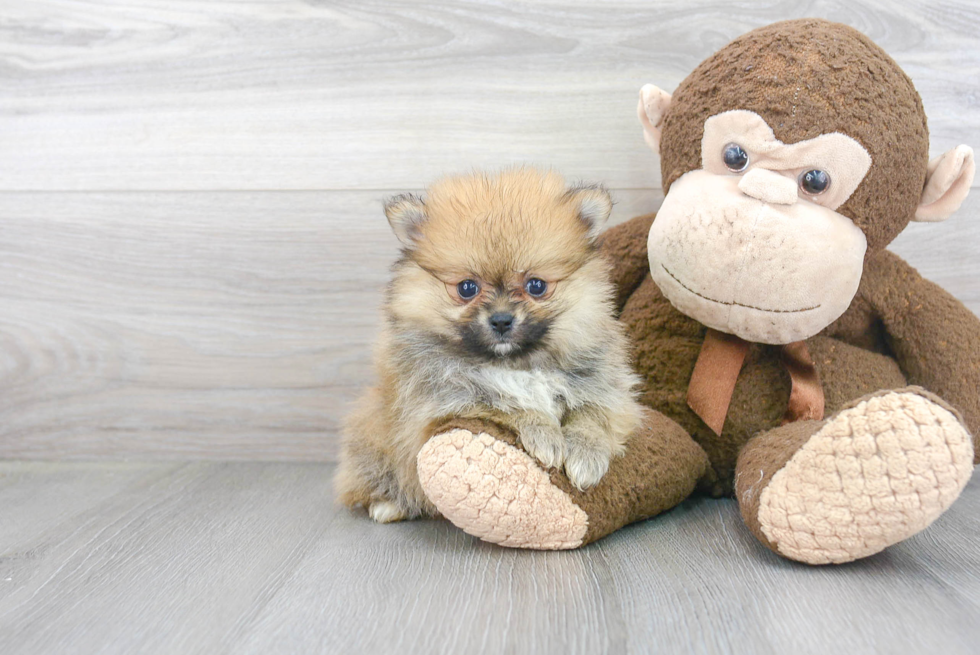 Happy Pomeranian Purebred Puppy