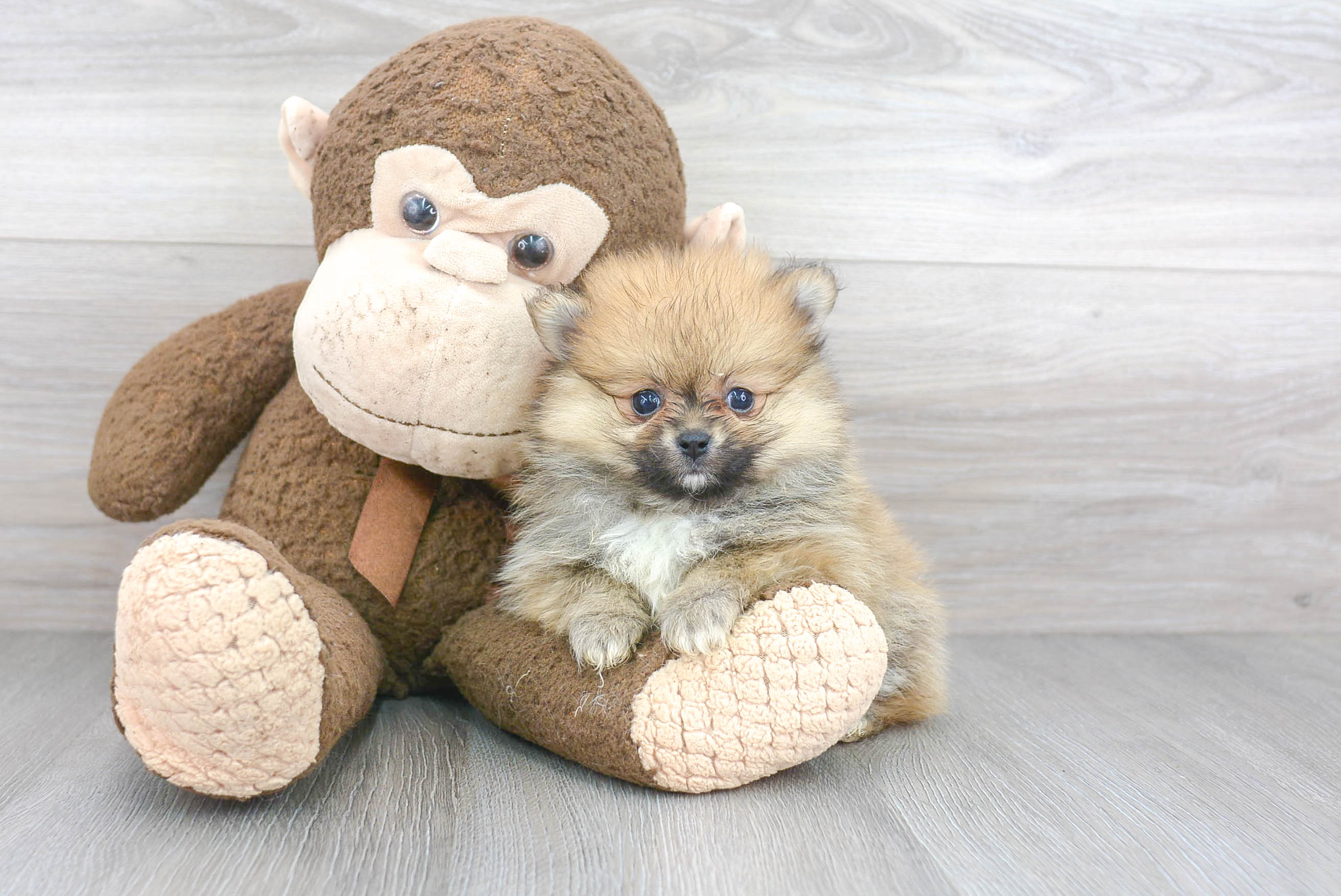 Hypoallergenic Pomeranian Baby