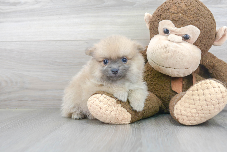 Hypoallergenic Pomeranian Baby