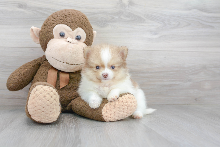 Playful Pomeranian Baby