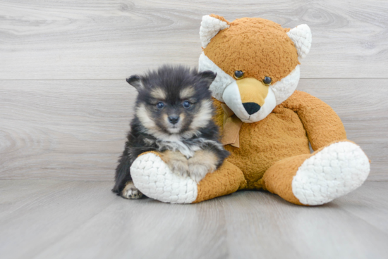 Playful Pomeranian Baby