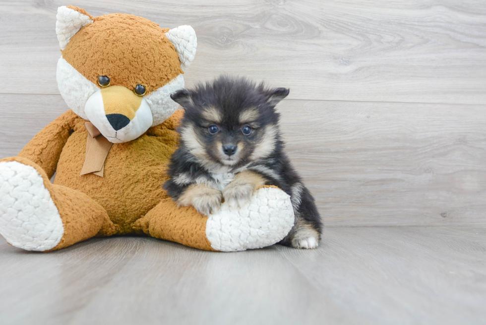 Sweet Pomeranian Purebred Puppy