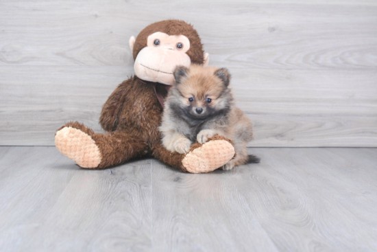 Happy Pomeranian Purebred Puppy