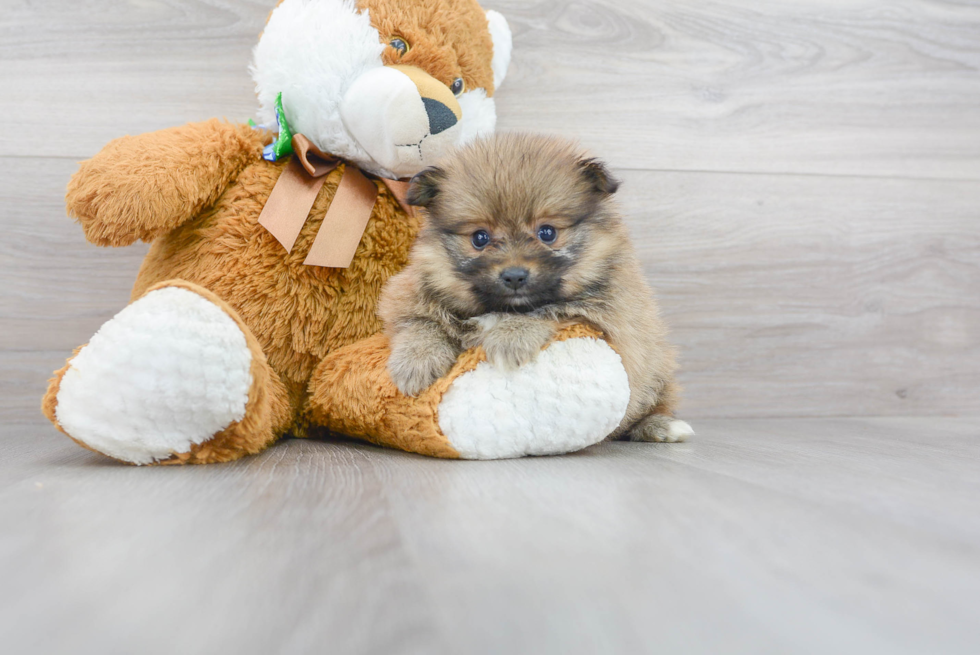 Little Pomeranian Purebred Pup