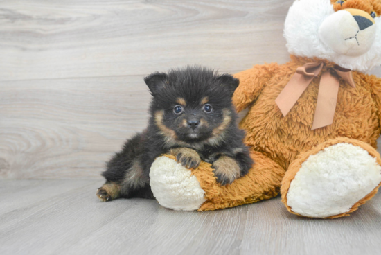 Pomeranian Puppy for Adoption