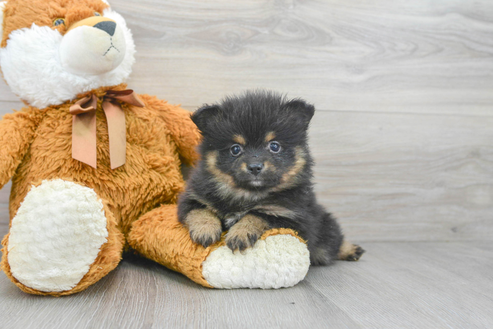 Adorable Pomeranian Purebred Puppy