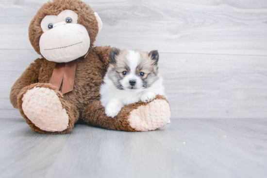 Small Pomeranian Purebred Pup