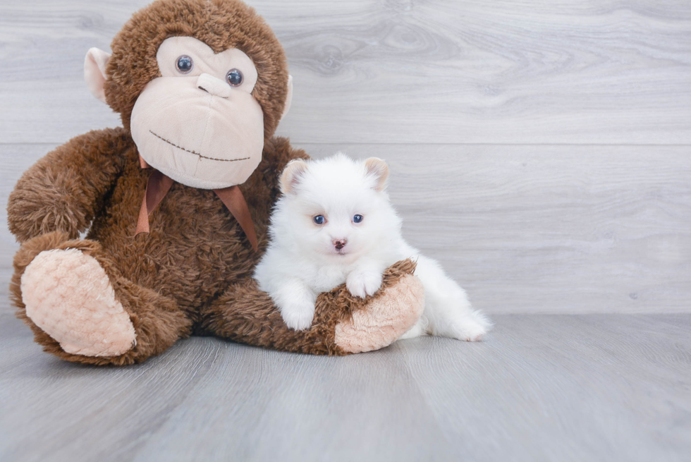 Playful Pomeranian Baby