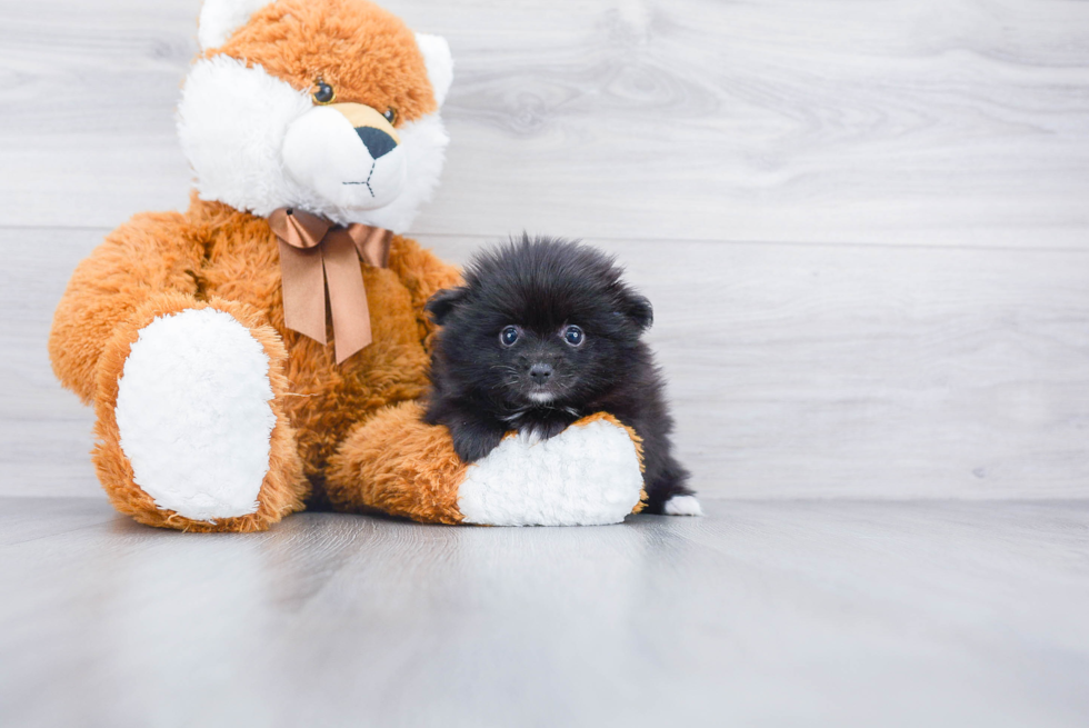 Energetic Pomeranian Purebred Puppy