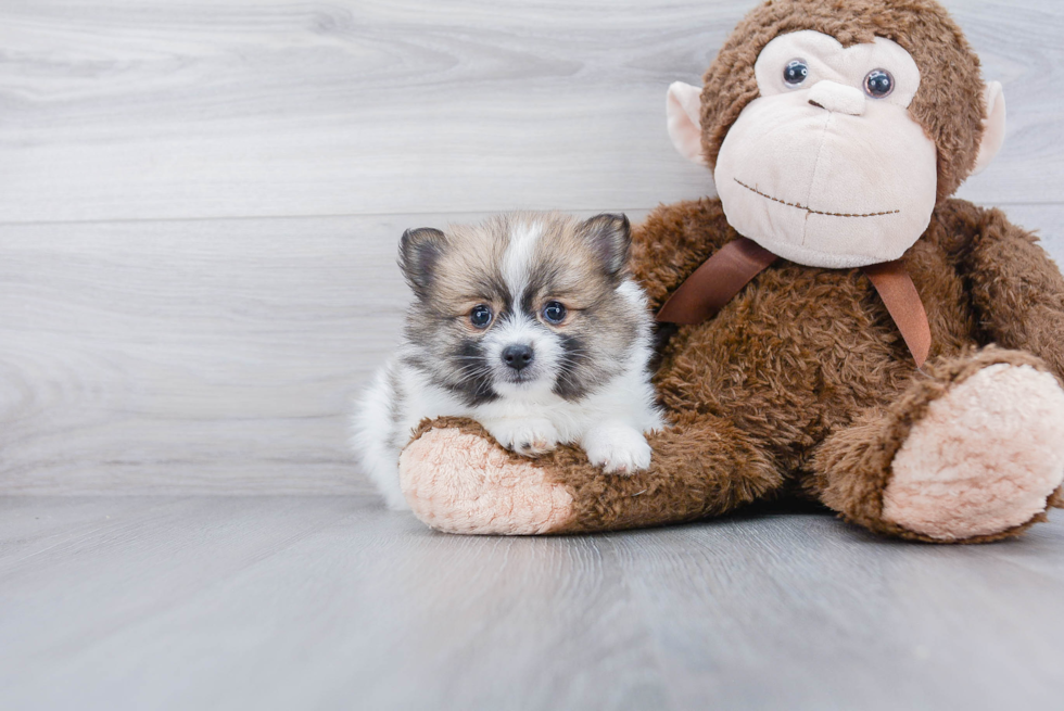 Little Pomeranian Purebred Pup