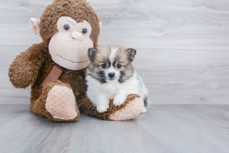 Playful Pomeranian Purebred Pup