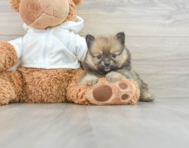 7 week old Pomeranian Puppy For Sale - Premier Pups