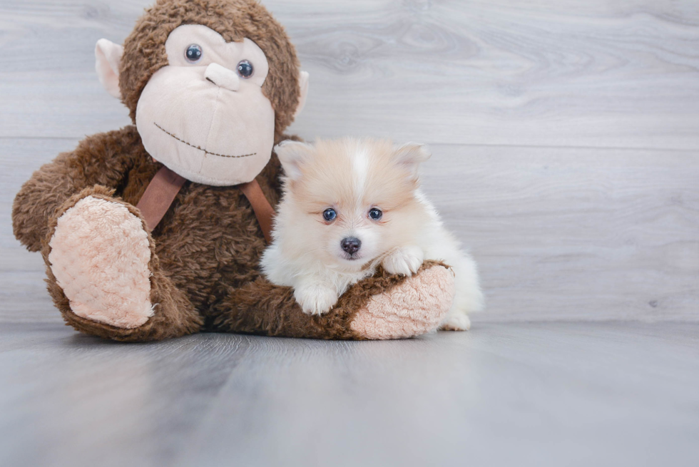 Funny Pomeranian Purebred Pup