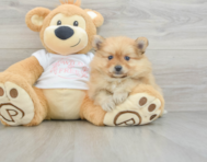 7 week old Pomeranian Puppy For Sale - Premier Pups