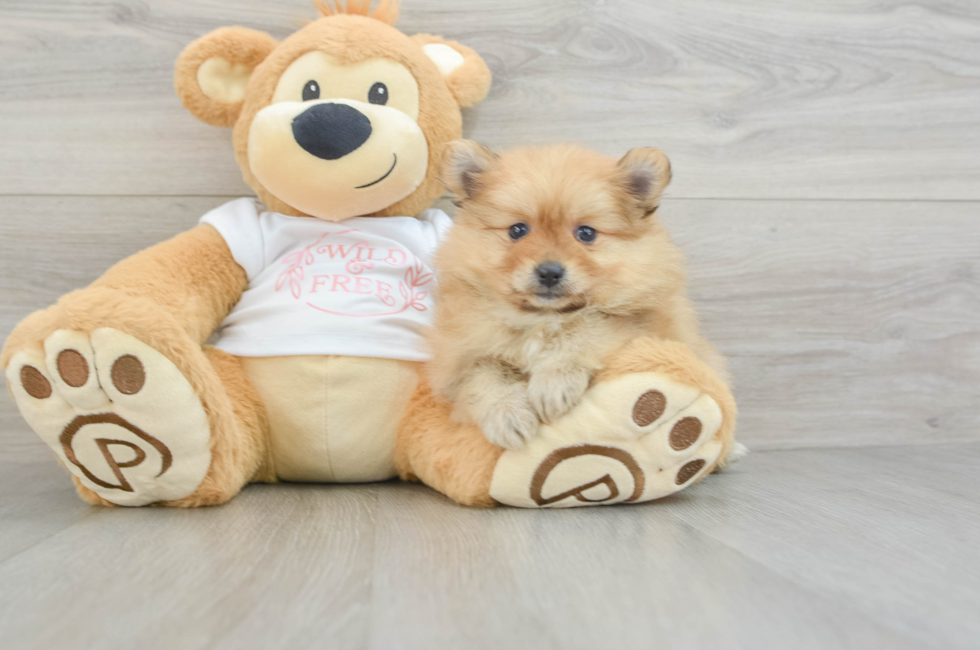 5 week old Pomeranian Puppy For Sale - Premier Pups