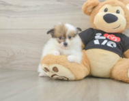 6 week old Pomeranian Puppy For Sale - Premier Pups