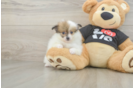 Pomeranian Puppy for Adoption