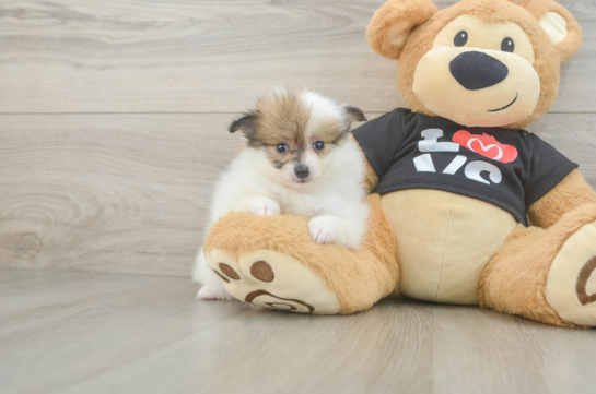 Pomeranian Puppy for Adoption