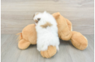 Popular Pomeranian Baby