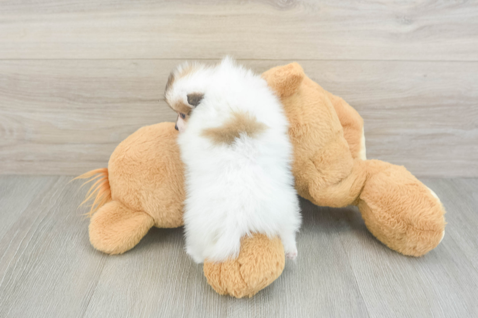 Popular Pomeranian Baby