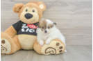 Friendly Pomeranian Purebred Pup
