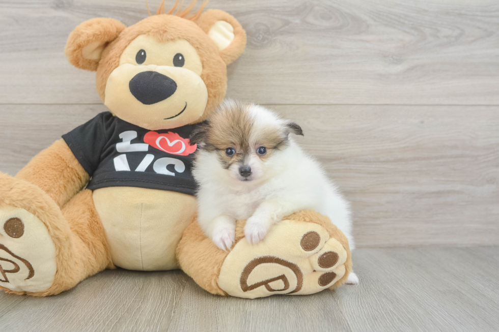 Friendly Pomeranian Purebred Pup