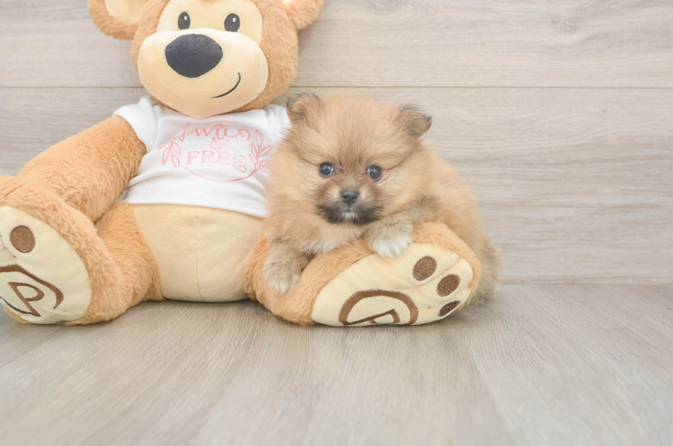 5 week old Pomeranian Puppy For Sale - Premier Pups