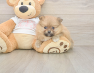 8 week old Pomeranian Puppy For Sale - Premier Pups 8 week old Pomeranian Puppy For Sale - Premier Pups