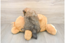 Energetic Deutscher Spitz Purebred Puppy