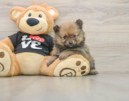 7 week old Pomeranian Puppy For Sale - Premier Pups