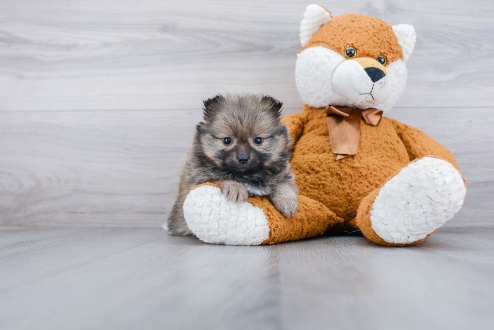 Pomeranian Pup Being Cute