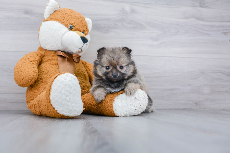 Small Pomeranian Purebred Pup