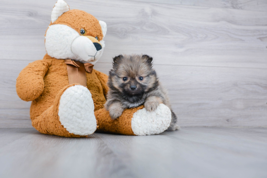 Small Pomeranian Purebred Pup