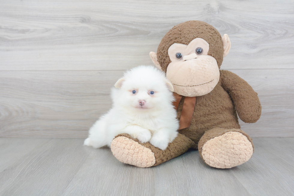 Energetic Pomeranian Purebred Puppy