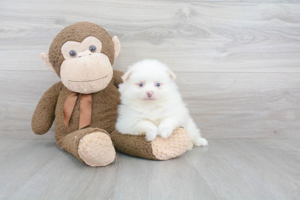 Friendly Pomeranian Purebred Pup